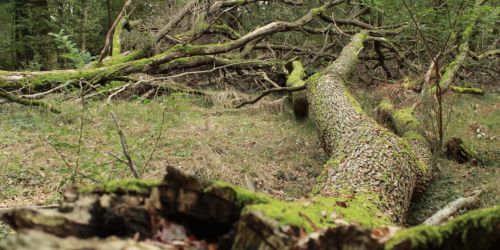 Esemplare di farnia morta