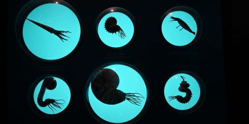 Oblò contenenti animali marini esposti nella mostra "Oceani perduti" presso il Museo Kosmos