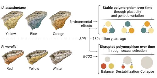 Disegno schematico dell'evoluzione della lucertola muraiola
