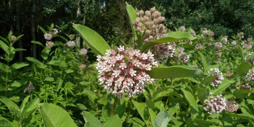 Esemplare di "Asclepias syriaca"