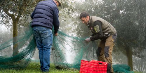 Olivicoltori all'opera