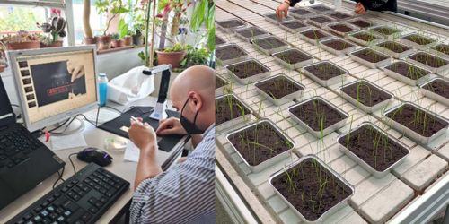 Dott. Dueñas eseguendo analisi di fenotipizzazione dei semi di riso - Piantine di riso coltivate nella serra sperimentale – GreenTechHouse - del Dipartimento di Biologia e Biotecnologie.  