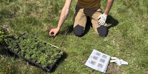 La messa a dimora degli esemplari delle tre specie botaniche selezionate all'interno delle aree di prova