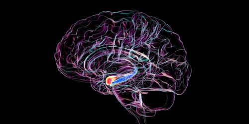 Sezione sagittale del cervello umano con amigdala evidenziata (in rosso) e ippocampo (in blu), regioni chiave colpite dalla malattia di Alzheimer, legate alla perdita di memoria e ai disturbi della sfera emotiva, illustrazione in 3D