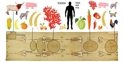 Infografica scientifica che mappa le contaminazioni biologiche sulla Sindone: linee collegano aree del tessuto (Hands, Face, Glutei, Feet) a illustrazioni di piante, animali, coralli e aplogruppi umani.