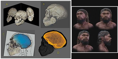 Ricostruzioni digitali del cranio e del volto