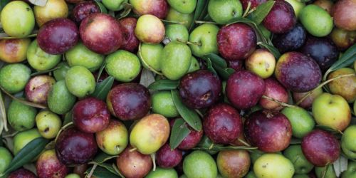 Olive raccolte