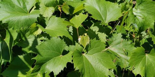 Foglia di Vitis × sullivaniana