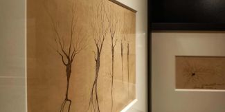 Disegni di cellule nervose realizzate a matita e a china da Camillo Golgi