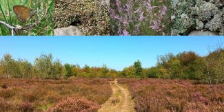 Collage con esempi della biodiversità nella brughiera di Gaggio e Tornavento