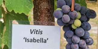 Esemplare di "Vitis Isabella"