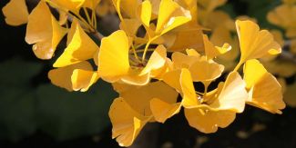 Ginkgo Biloba, dettaglio delle foglie