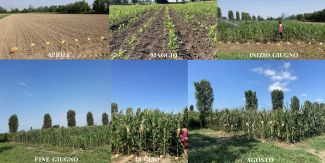 Collage di campi di mais nelle diverse fasi di crescita lungo l'anno