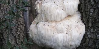 Fungo "Hericium erinaceus"