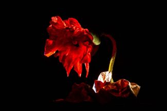 Foto di scena dallo spettacolo "Pando"