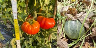 Varietà orticole locali