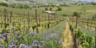 Paesaggio collinare con vigne e fiori