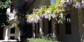 Glicine fiorito nel Cortile delle Magnolie