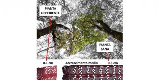 Accrescimento delle farnie