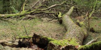 Esemplare di farnia morta