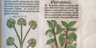 Due pagine dell'antico erbario "Hortus sanitatis" della Biblioteca Universitaria di Pavia