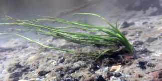 Isoetes malinverniana nel suo ambiente naturale