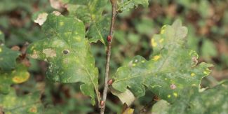 Segnali di deperimento sulle foglie della farnia