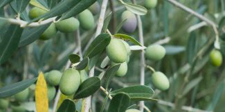 Ulivi, in primo piano foglie e olive