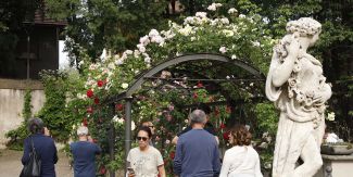 Orto Botanico dell'Università di Pavia, alcuni degli esemplari di rosa su un pergolato