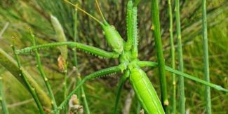 Esemplare di "Saga pedo"