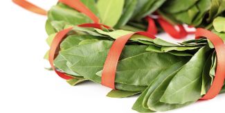 Dettaglio di una corona di alloro tipica della laurea