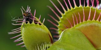 na pianta carnivora "Dionaea muscipula" che ha appena catturato  una mosca