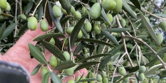 Dettaglio ravvicinato di olive su un ulivo con mano che le tocca
