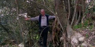 Il prof. Graziano Rossi accanto all'olivo in località Monte Fratello nel Comune di Borgo Priolo