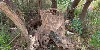 Olivo in località di Monte Fratello in Comune di Borgo Priolo