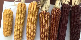 Varietà locali di mais