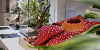 Scatto dalla mostra "Piante guerriere"