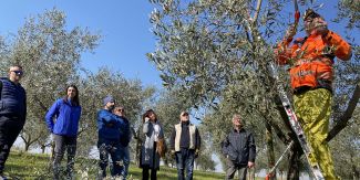 Agricoltore su scala pota un ulivo di 12 anni nell'azienda vitivinicola di Casteggio Ballabio Winery. Assistono i partecipanti al corso