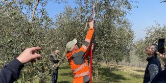 Agricoltore pota ulivo di 12 anni nell'azienda vitivinicola di Casteggio Ballabio Winery