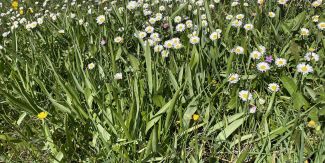 Tulipani dei campi, non ancora fioriti, in un campo con margherite