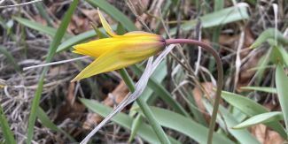 Esemplare di tulipano dei campi sbocciato