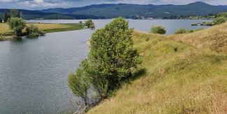 Sito di crescita della nuova specie presso il Lago Cecita a Vaccarizzo