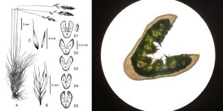 A sinistra la tavola botanica che raffigura la nuova specie. A destra una sezione fogliare