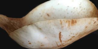 Opera di Marilena Sassi