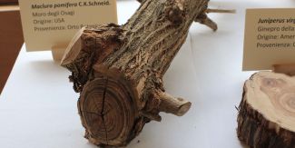 Campione di legno esposto alla mostra presso il Bosco Siro Negri