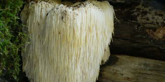 Esemplare del fungo "Hericium erinaceus"
