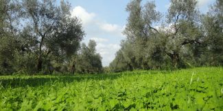 Sistema agroforestale che associa la coltivazione dell’olivo e leguminose. Italia.