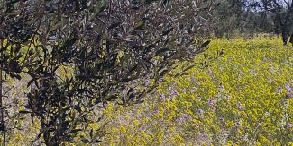 Sistema agroforestale che associa la coltivazione dell’olivo e leguminose. Tunisia. 