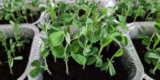 "Pisum sativum subspecie arvense" (pisello da campo), una delle leguminose neglette oggetto di studio nell’ambito del progetto PROSPER. 