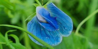 Lathyrus sativus L. (cicerchia), una delle specie leguminose neglette oggetto di studio nel progetto BENEFIT-Med